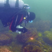 Un plongeur observe le fond marin