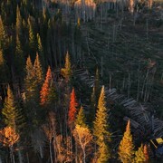 Vue a&eacute;rienne de travaux lors d'une coupe foresti&egrave;re en automne.