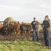 Les agriculteurs Joanie Courchesne et Claude Labbé dans leur champ avec leurs bovins.