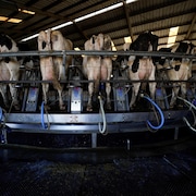 Des machines pour traire les vaches sont attachées à une rangée de vaches laitières.