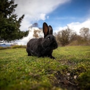 Un lapin sur de l'herbe.