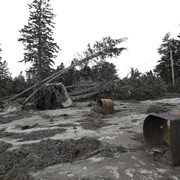 Des arbres déracinés. 