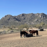 Des chevaux dans un ranch.