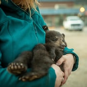 Une personne tient un ourson endormi dans ses bras à Smithers, en Colombie-Britannique en juillet 2022.