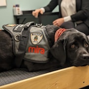 Un chien d'assistance portant un dossard Mira est couché dans une salle d'entrevue aux côtés d'une sergente-détective. 