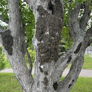 Des chenilles couvrent un arbre.
