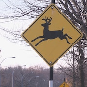 Un panneau routier indiquant la présence de chevreuils. 