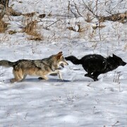 Deux loups, l'un gris, l'autre noir, jouent dans le parc national de Yellowstone.