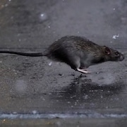 Un rat en train de s'enfuir.