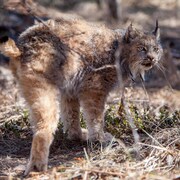 Le lynx à trois pattes, debout, sur des herbes sèches. regarde au loin.