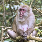 Une femelle âgée de macaque assamais (Macaca assamensis).