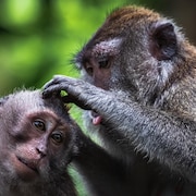 Des macaques se livrent à une séance de toilettage dans une forêt d'Indonésie.