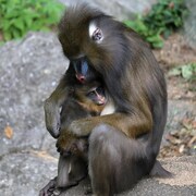 Une femelle mandrill et son bébé.