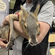 Un mara regarde la caméra. Il se trouve dans les bras d'un homme dont on ne voit que le tronc.