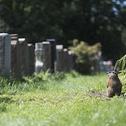 Une marmotte regarde une rangée de pierres tombales.