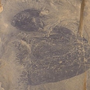 Deux méduses fossilisées.