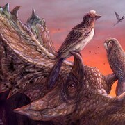 Représentation artistique d'un Mirarce eatoni perché sur les cornes d'un dinosaure cératopsien.