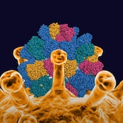 Une molécule sur le coronavirus.