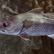 FILE - An Atlantic cod swims in an aquarium at the Musee du Fjord in Saguenay, Quebec, Canada, July 2, 2022. Federal authorities have announced an ambitious plan to rebuild the collapsed Atlantic cod stock. (AP Photo/Robert F. Bukaty, File)