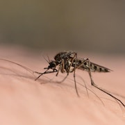 Un moustique sur la peau d'un humain