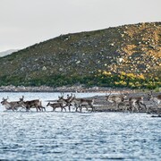 Des caribous quittent la rive pour marcher dans une rivière. Derrière eux, une montagne rocheuse est illuminée par le soleil.