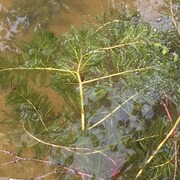 Un plant de myriophylles à épis dans l'eau. 