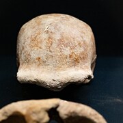 Gros plan sur le crâne d'un Néandertalien découvert dans la grotte de Guattari.