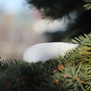 Un reste de neige sur une branche d'arbre à Edmonton le 4 avril 2020.