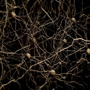 Représentation de neurones dans le cerveau humain