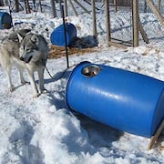 Un chien husky est attaché à un baril bleu qui lui sert de niche.