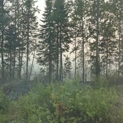 Des arbres dans la fumée. 