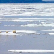 Une maman ours polaire et ses deux petits marchent sur la glace de mer proche de la péninsule Boothia.