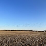 Plusieurs milliers d'oies en plein vol au-dessus d'un champ.