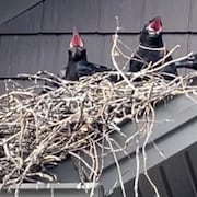 Des oisillons attendent le retour de leurs parents sous l'avant-toit protecteur d'une maison de la promenade Fountainhead à Orléans.