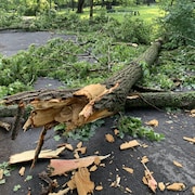 Branches cassées et arbres déracinés jonchaient le sol au parc des Braves à la suite des orages violents qui se sont abattus sur Québec, le 23 juin 2025.