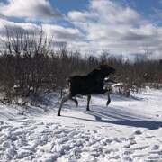 Un original sur la neige dans la forêt.