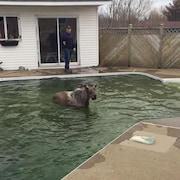 Un orignal dans une piscine.