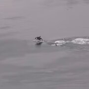 Un orque saute au dessus de l'eau, au sud de l'île Galiano.