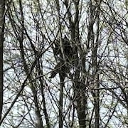 L'ours, vu de loin, dans des branches d'arbre.