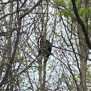 Un ours est assis dans des branches d'arbres.