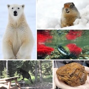 Photomontage d'une photo d'un ours polaire, d'un ours noir, d'un écureuil, d'une boule de poiles et d'un saumon.