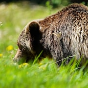 Un grizzli est photographié dans un champ de pissenlits dans le parc provincial Peter Lougheed le 15 juin 2021.  