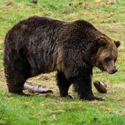 Un grizzly dans un enclos herbeux.