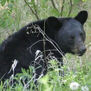 Un ours noir assis dans les herbes hautes.