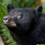 Un ours noir émerge d'un buisson en humant l'air.