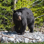 Un ours a été aperçu dans le village de Val-Paradis. (Photo d'archives)