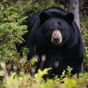 Un ours noir sort de la forêt.