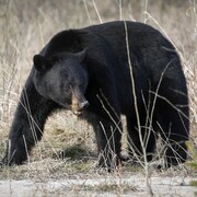 Un ours noir dans la nature. 