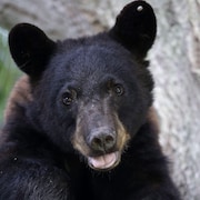 Un ours noir.