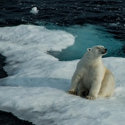Un ours polaire sur une masse de glace dans le détroit de Lancaster, près de l'île de Baffin. 